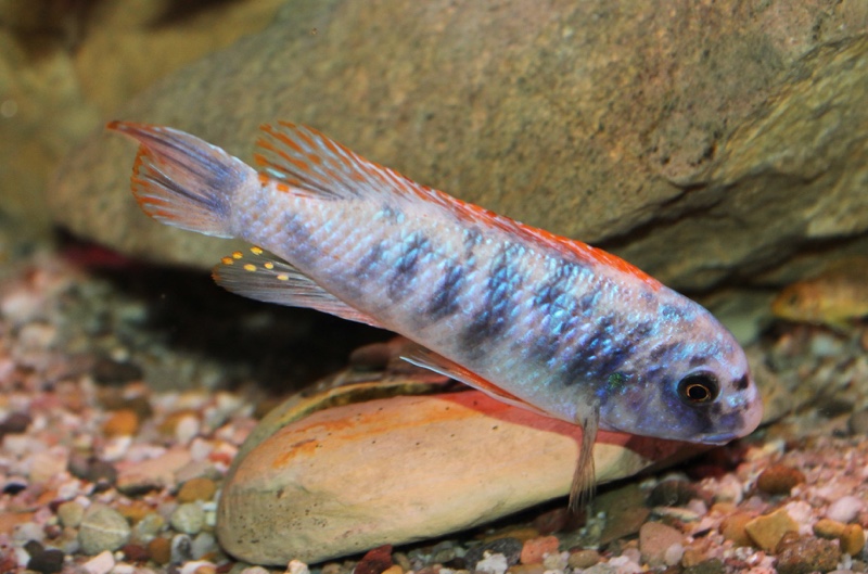 Labeotropheus trewavasae 'Thumbi West Island'